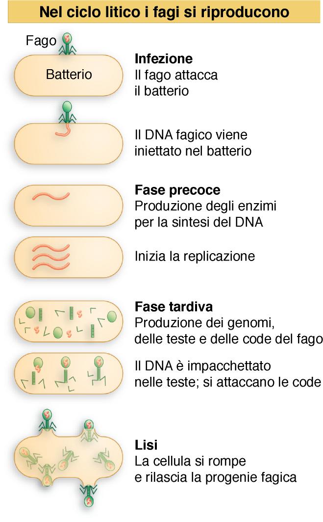 Il caso del fago lambda: Cascata di geni Infezione e attivazione del genoma di Lambda Geni precoci immediati: N e cro Geni precoci Geni tardivi