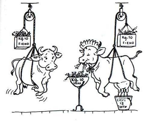 Se il peso della prima vacca si mantiene praticamente costante, è chiaro che i 10 kg di fieno al giorno coprono i fabbisogni di mantenimento e rappresentano la giusta razione di mantenimento.