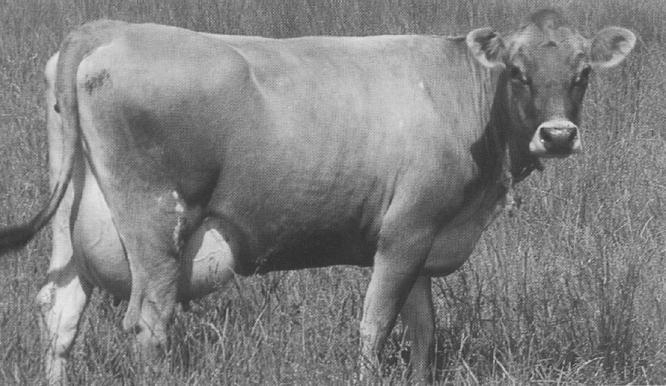 Come bilanciare una razione per bovine da latte BOVINA NUTRIENTI