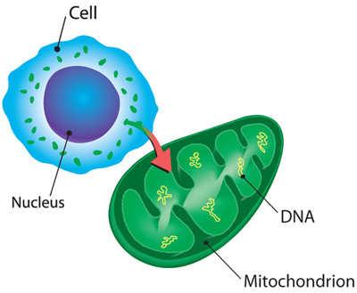 DNA del Mitocondrio Il Mitocondrio ha il suo
