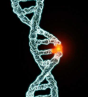 Radicali liberi Il DNA del mitocondrio viene danneggiato