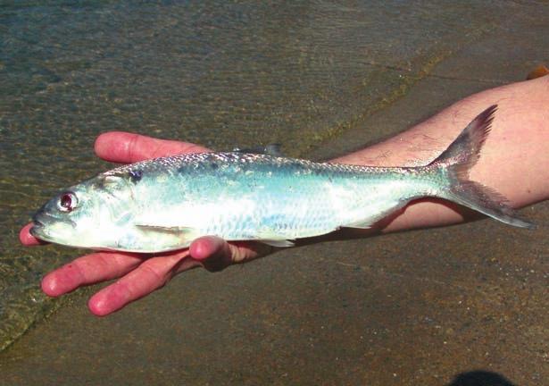 1 - Natura e Ambiente 14 AGONE (Alosa fallax lacustris) Specie gregaria stanziale tipica dei grandi laghi prealpini, prevalentemente pelagica, si avvicina alla riva solo per la riproduzione che