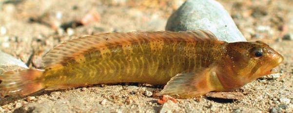 1 - Natura e Ambiente 26 CAGNETTA (Blennius fluviatilis) È presente nelle acque dolci e salmastre dei paesi del Mediterraneo anche se con areale estremamente frammentato.