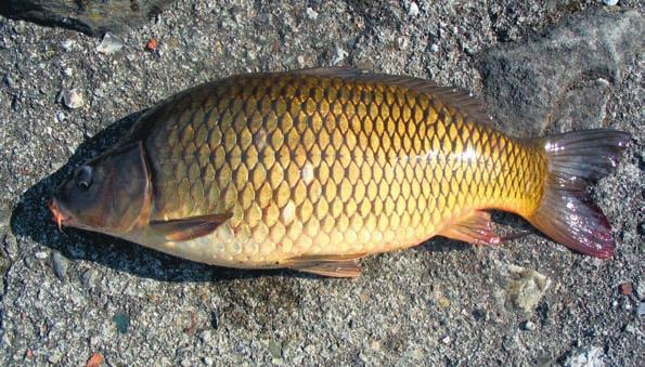 CARPA (Cyprinus carpio) Specie originaria dell Asia e dell Europa orientale, introdotta in Italia nell epoca romana.