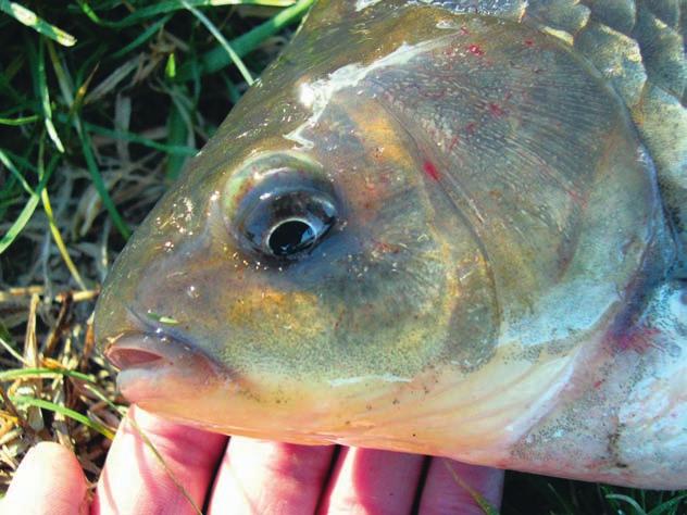 assenti La Carpa è presente in tutti i laghi della