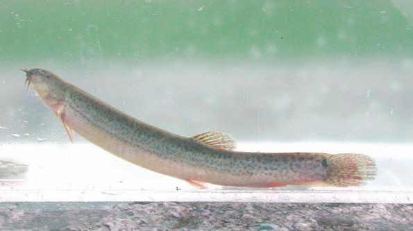 Sul territorio provinciale, tale specie è già stata identificata nel fiume Lambro.