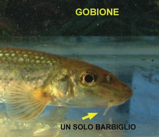 Lecco Il gobione, anche se raro,