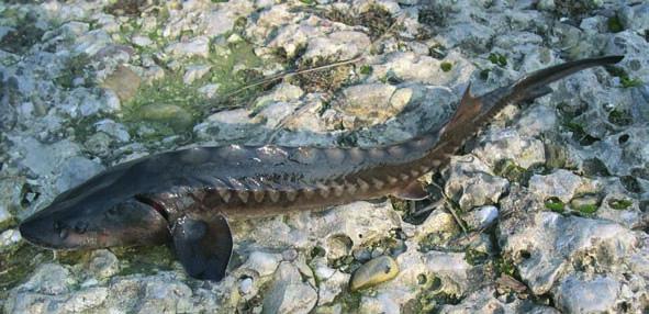 1 - Natura e Ambiente 60 STORIONE COBICE (Acipenser naccarii) Lo storione è un pesce molto primitivo: infatti gran parte del suo scheletro non è osseo, bensì cartilagineo, come quello degli squali.