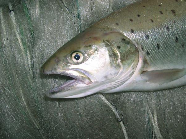 dai torrenti tributari al lago, che dopo un certo periodo di permanenza, assumono le caratteristiche della lacustre.