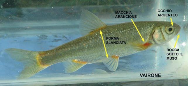 Lecco Il vairone è presente nell Adda, in alcuni torrenti