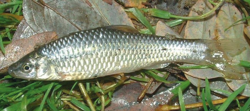 1 - Natura e Ambiente 90 PSEUDORASBORA (Pseudorasbora parva) Specie gregaria originaria dell Asia Orientale, negli anni 60 venne introdotta nel bacino del Danubio e da qui si diffuse in tutta Europa.