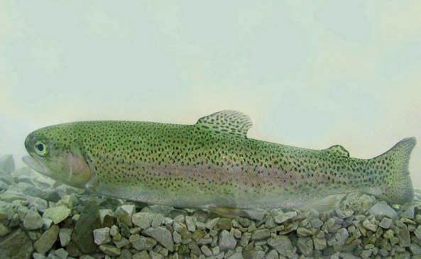 1 - Natura e Ambiente 94 TROTA IRIDEA (Oncorhynchus mykiss) Vive nei corsi d acqua della costa occidentale del nord America. In Italia, salvo rarissimi casi, non si riproduce spontaneamente.