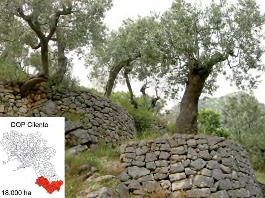 12 L olivo in Campania La forma di allevamento più diffusa è un vaso irregolare, caratterizzato da grosse chiome difformi.