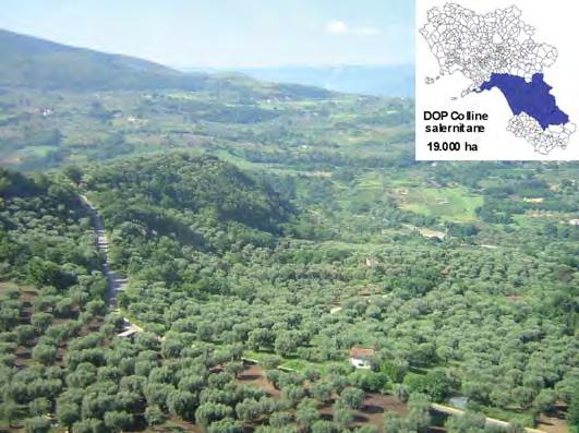 14 L olivo in Campania Panoramica di oliveti dell area DOP Colline salernitane. Questa DOP interessa circa 19.