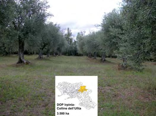 L olivo in Campania 15 in misura non superiore al 35%. Possono concorrere altre varietà presenti negli oliveti in misura non superiore al 20%.