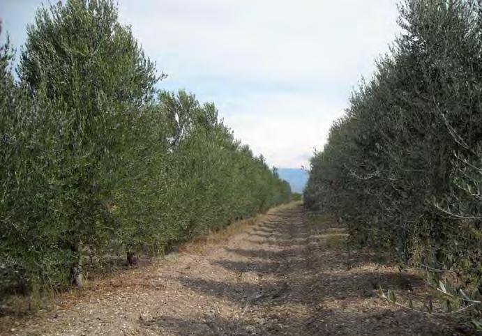 18 Caratterizzazione morfologica e bio-agronomica delle cultivar campane di olivo Impianto specializzato di olivo dell azienda Improsta della Regione Campania dove sono state condotte le osservazioni.
