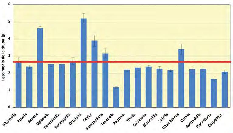 20 Caratterizzazione morfologica e bio-agronomica delle cultivar campane di olivo Per quanto riguarda le dimensioni del frutto, l Ortolana (5.25 g), Ravece (4.56 g), Ortice (3.94 g) e Oliva Bianca (3.