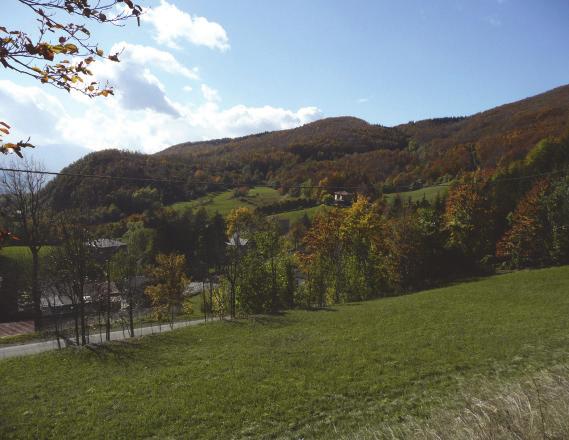 Il bosco che costeggia la strada per