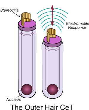 Cellule cigliate esterne In risposta allo stimolo, le cellule cigliate esterne si