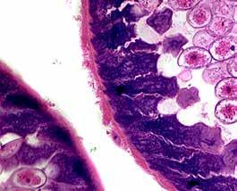 Scegliete il microscopio più adatto in base all applicazione richiesta. Soluzione facile per il trasporto Questa serie è caratterizzata da una estrema compattezza e portabilità.