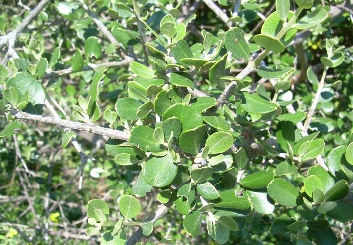 L olivastro, è un arbusto tipico della macchia mediterranea, nato spontaneamente dai semi sparsi sul terreno,che gli agricoltori