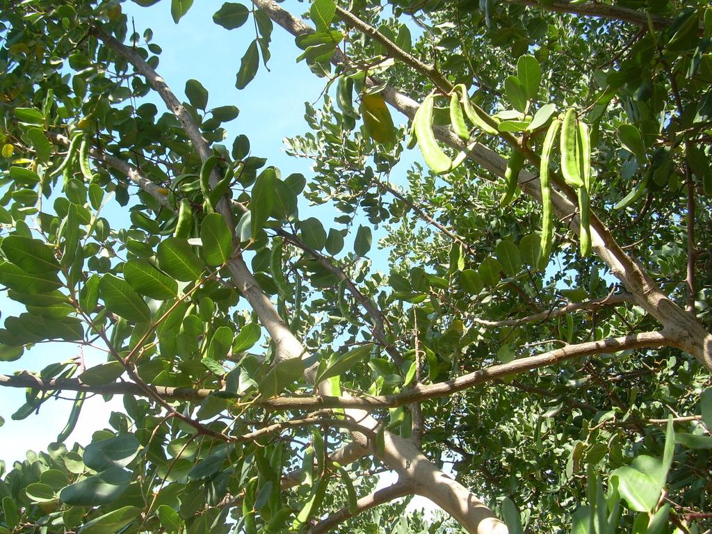 Il carrubo è un albero sempreverde,tipico della macchia mediterranea, con fiori rossi che produce le carrube.