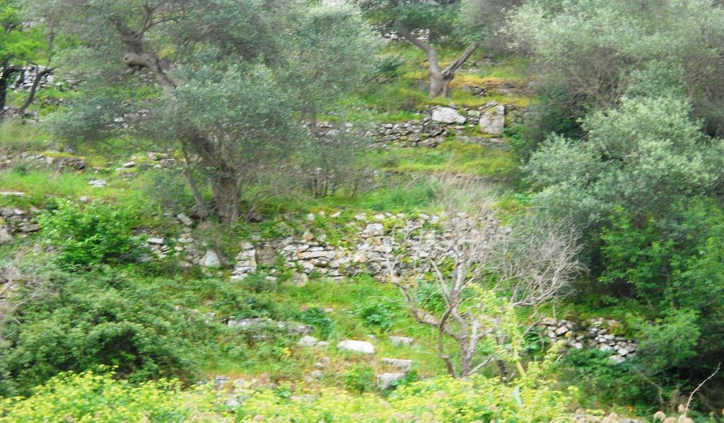 I terrazzamenti sono stati creati dall uomo per ridurre la forte pendenza del terreno in modo da ricavare zone