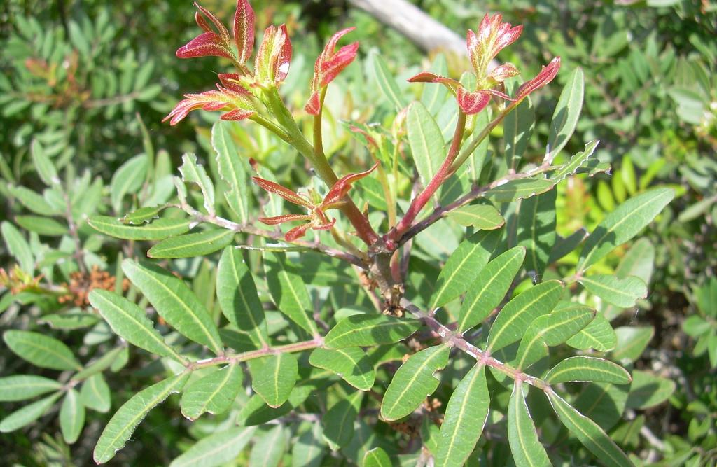 Il lentisco è un arbusto sempreverde, dalle sue bacche i romani ricavavano un olio che utilizzavano per accendere le lampade.