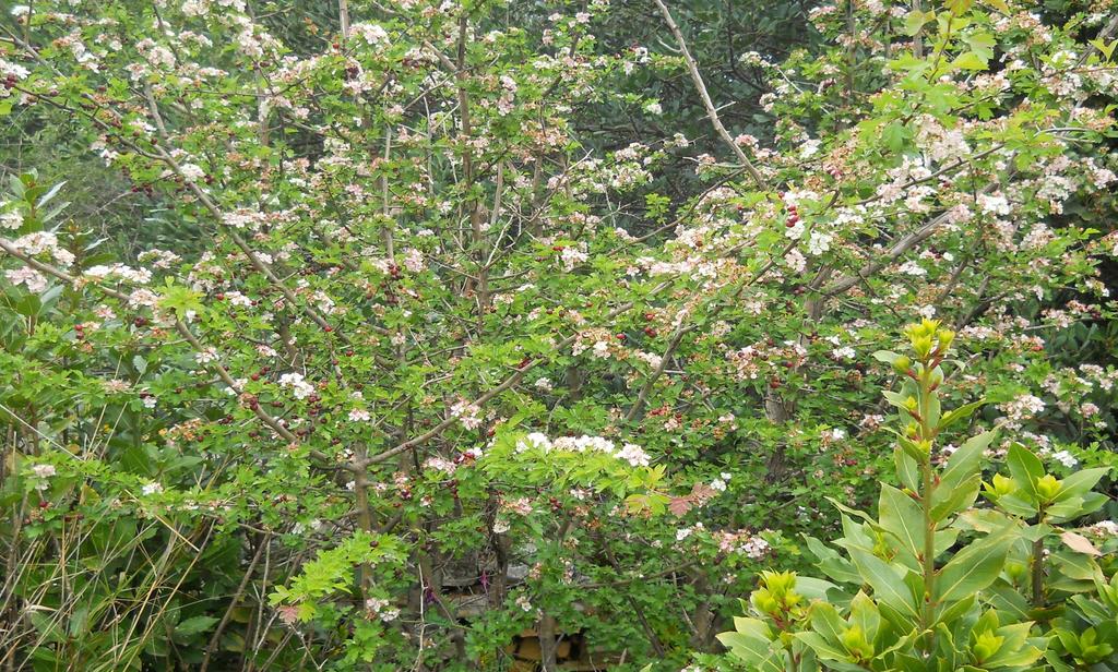 Il biancospino è un arbusto a rami spinosi con fiori bianchi e profumati nella stagione primaverile, con bacche rosse in autunno che costituiscono un prezioso alimento per