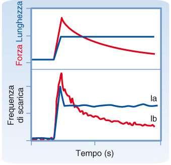 Golgi segnalano la forza di un