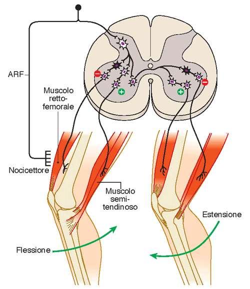 riflessi spinali esterocettivi recettori nella cute o nelle mucose (fibre Aδ o C) sono polisinaptici