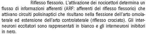 (risposta in base alla localizzazione dello stimolo) fa parte dei riflessi di allontanamento circuiti