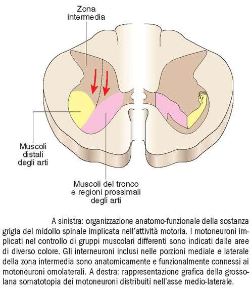 organizzazione dei motoneuroni spinali distribuzione medio-laterale e dorso ventrale