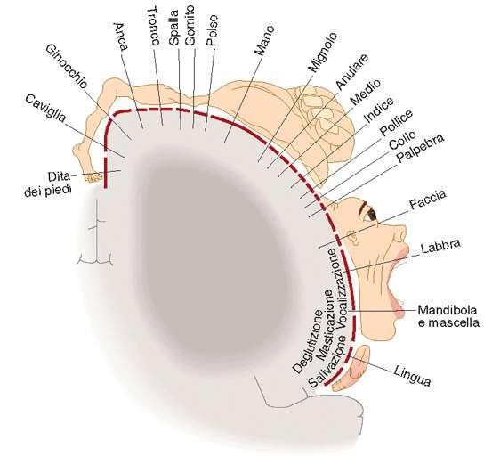 la corteccia motoria primaria e