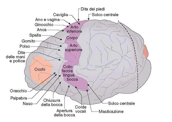 cervelletto la corteccia motoria