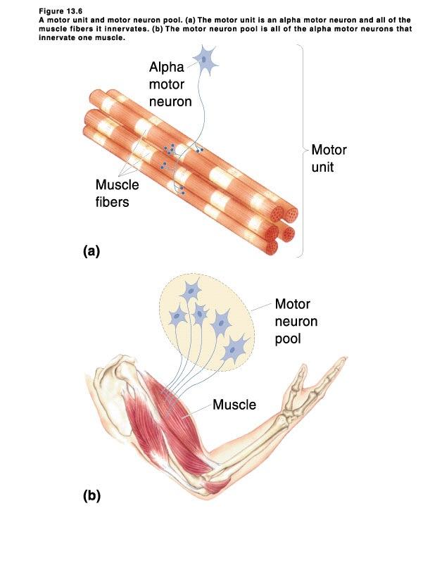 motoneuroni alfa e gamma i motoneuroni alfa generano la forza con la quale il muscolo si contrae.