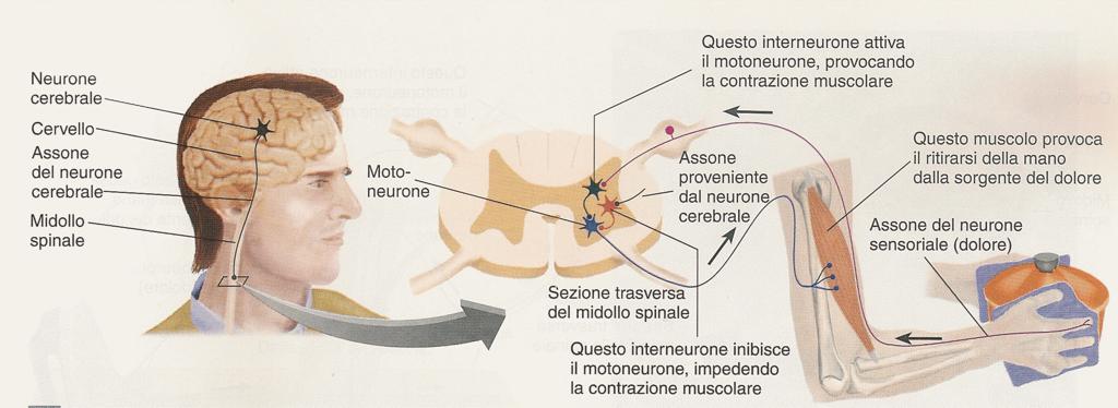 In alcuni casi tuttavia è utile che il riflesso venga inibito a livello centrale.