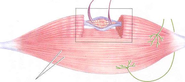 La localizzazione dei fusi muscolari Fibre intrafusali