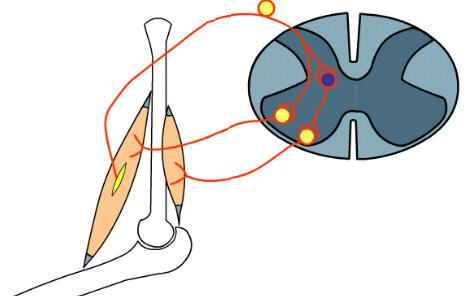 Il riflesso da stiramento monosinaptico (riflesso miotatico) provoca il rilassamento del muscolo antagonista X Il riflesso al muscolo antagonista è reciproco.