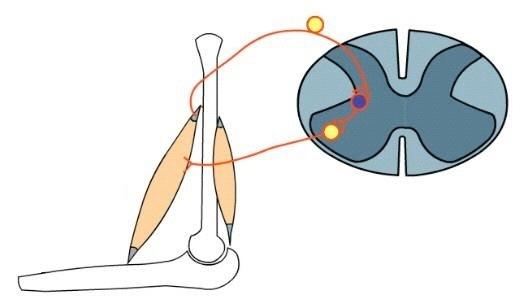 azione riflessa mediata dall organo tendineo del Golgi (riflesso miotatico inverso o tendineo) Quando la tensione generata dal muscolo in contrazione aumenta, le fibre nervose afferenti Ib vengono