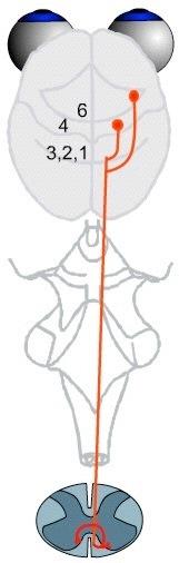 vie ventromediali Cortico-spinale ventromediale (diretto) Non incrocia fino al midollo spinale.