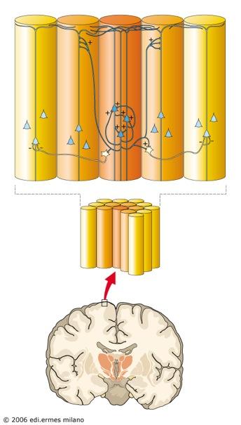 Organizzazione colonnare della neocorteccia Funzionalmente, la neocorteccia è organizzata in varie aree all