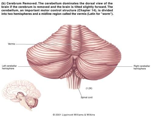 anatomia del sistema nervoso centrale SNC Il cervelletto è connesso al ponte mediante fasci di fibre detti peduncoli riceve informazioni dal midollo spinale e dalla