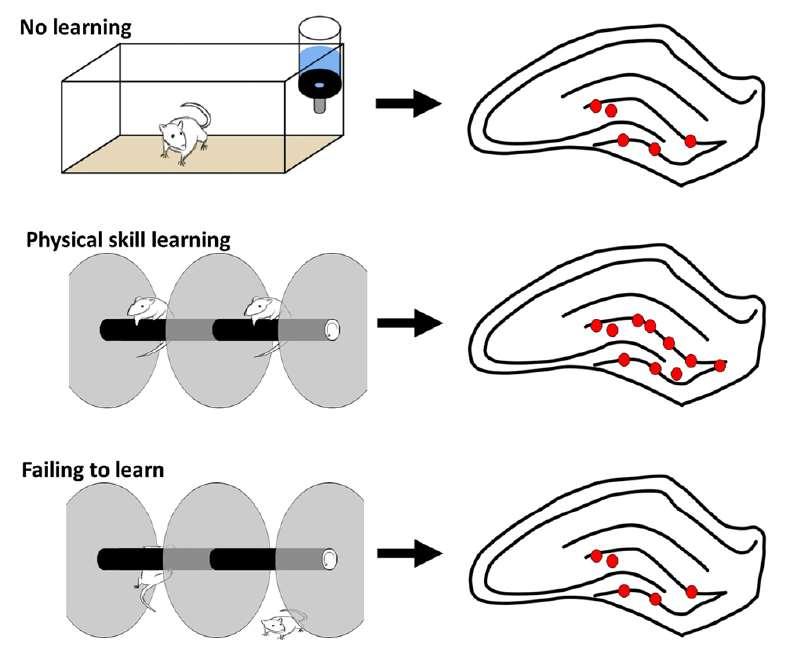 .. skill learning, and not merely exercise, increases the number of