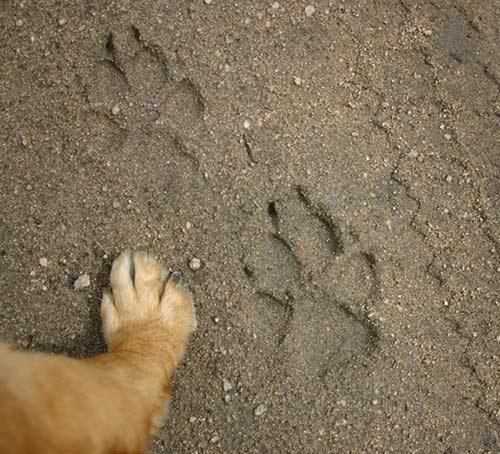 Le dimensioni delle impronte, in un lupo adulto, superano spesso i 10 cm di lunghezza e sono di 8-10 cm di larghezza; quelle posteriori sono leggermente più piccole.