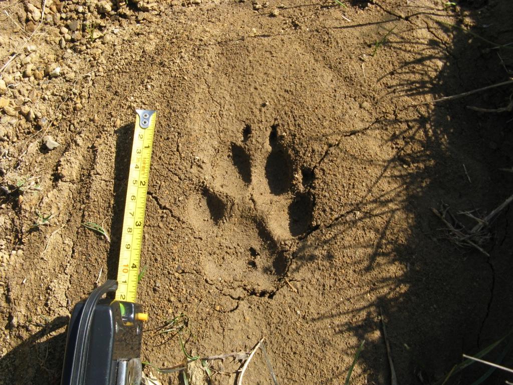 Fig. n 3- Misurazione della lunghezza (cm 12) dell impronta fotografata a