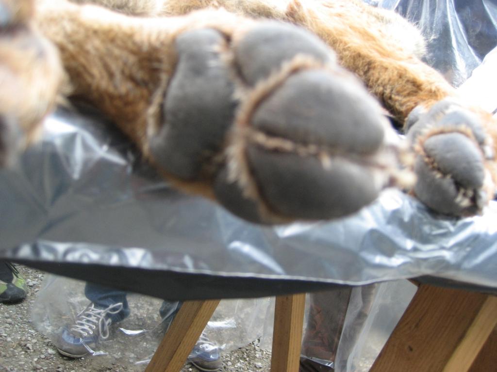 Fig. n 5 - Molto spesso il piede del lupo presenta un ponte carnoso tra i polpastrelli anteriori, (vedi freccia), raramente presente nel cane.