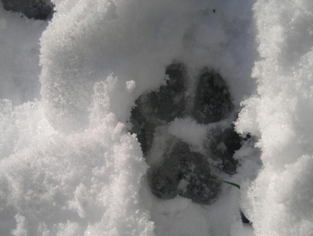 Fig. n 6- Impronta di lupo fotografata sulla neve a Travalle (Calenzano) in data17/12/2010. Notare i 4 diti, le unghie appuntite ed il ponte carnoso (fonte: Riviello G.