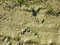 vegetazione arboreo arbustiva vicino le aree golenali del fiume e le scarpate. 2.240 m SPECIE RILEVATE SEGNO DI PRESENZA Campagna Gennaio 2015 Talpa (Talpa romana) Cumuli di terra 1 Apodemus sp.