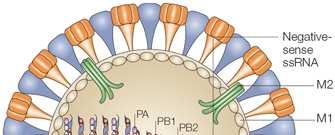 Influenza A virus M2 canale